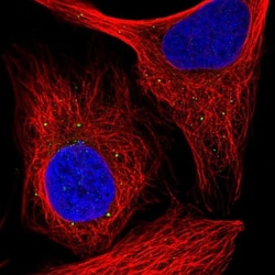 RAB30 Antibody, Novus Biologicals:Antibodies:Primary Antibodies